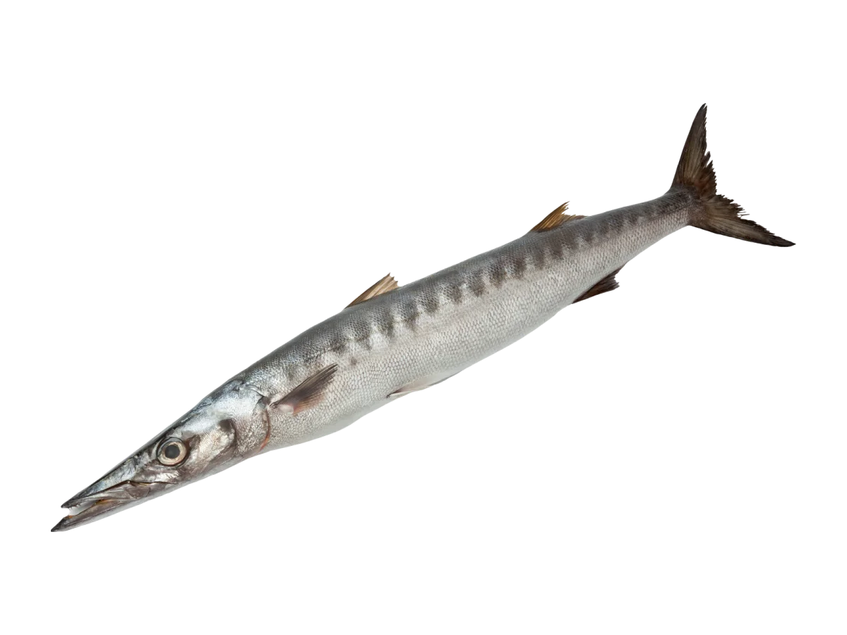 Barracuda seafood product