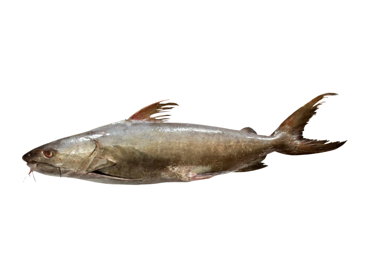Catfish seafood product