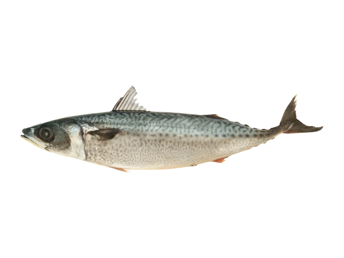 Chub Mackerel seafood product
