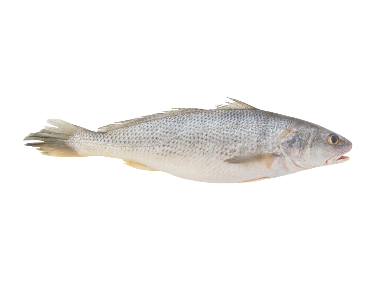 Croaker seafood product