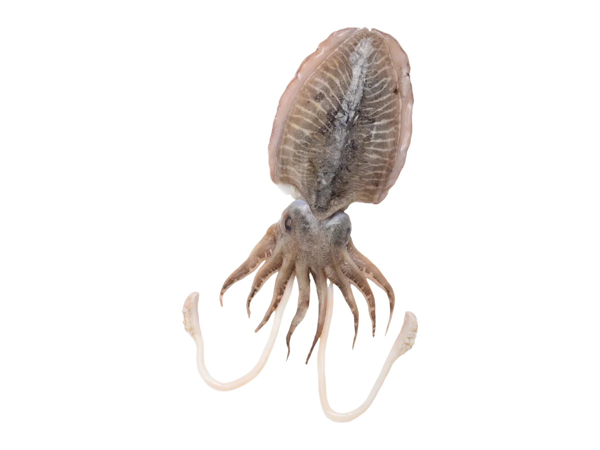 Cuttlefish seafood product
