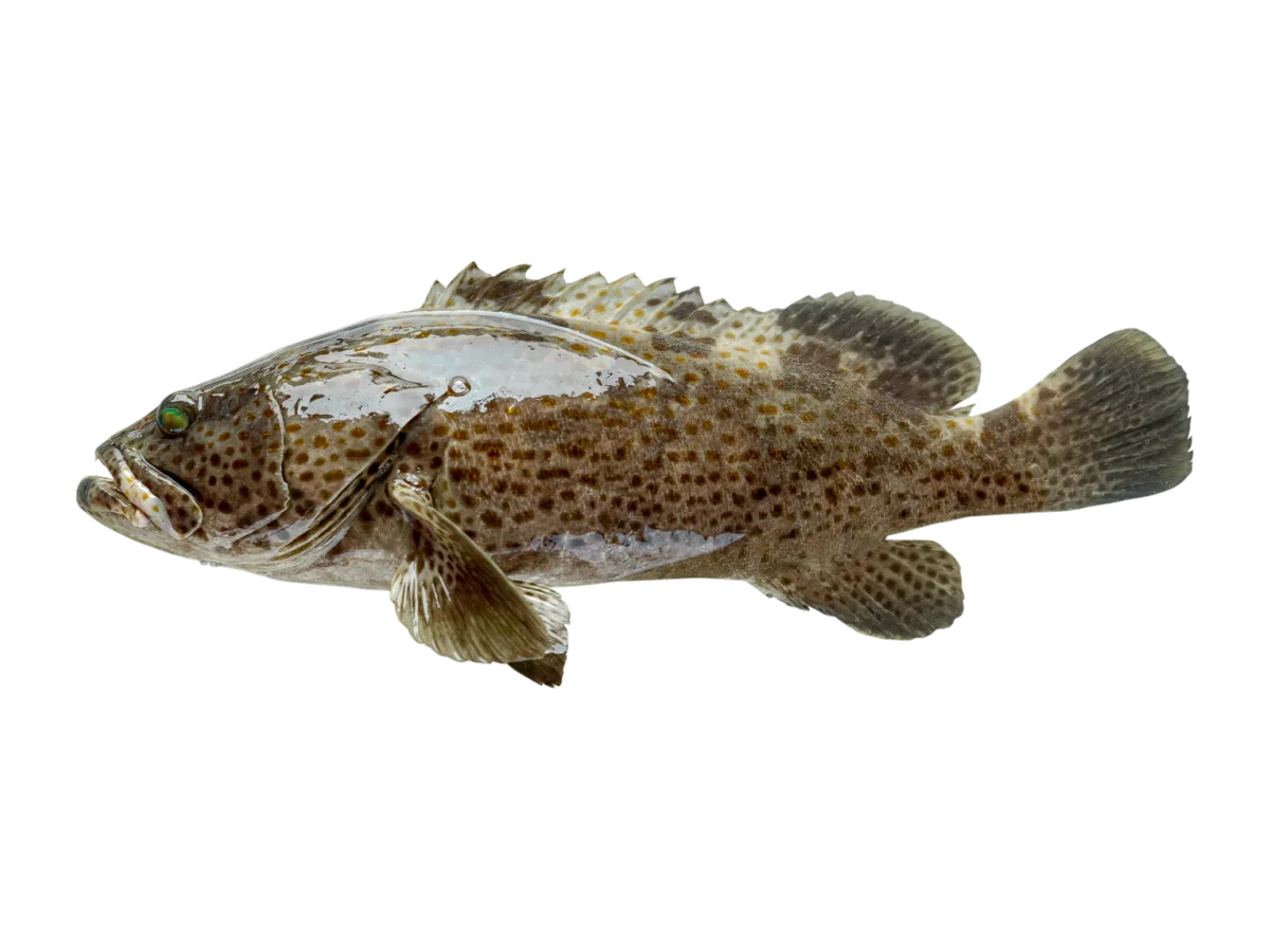 Grouper seafood product