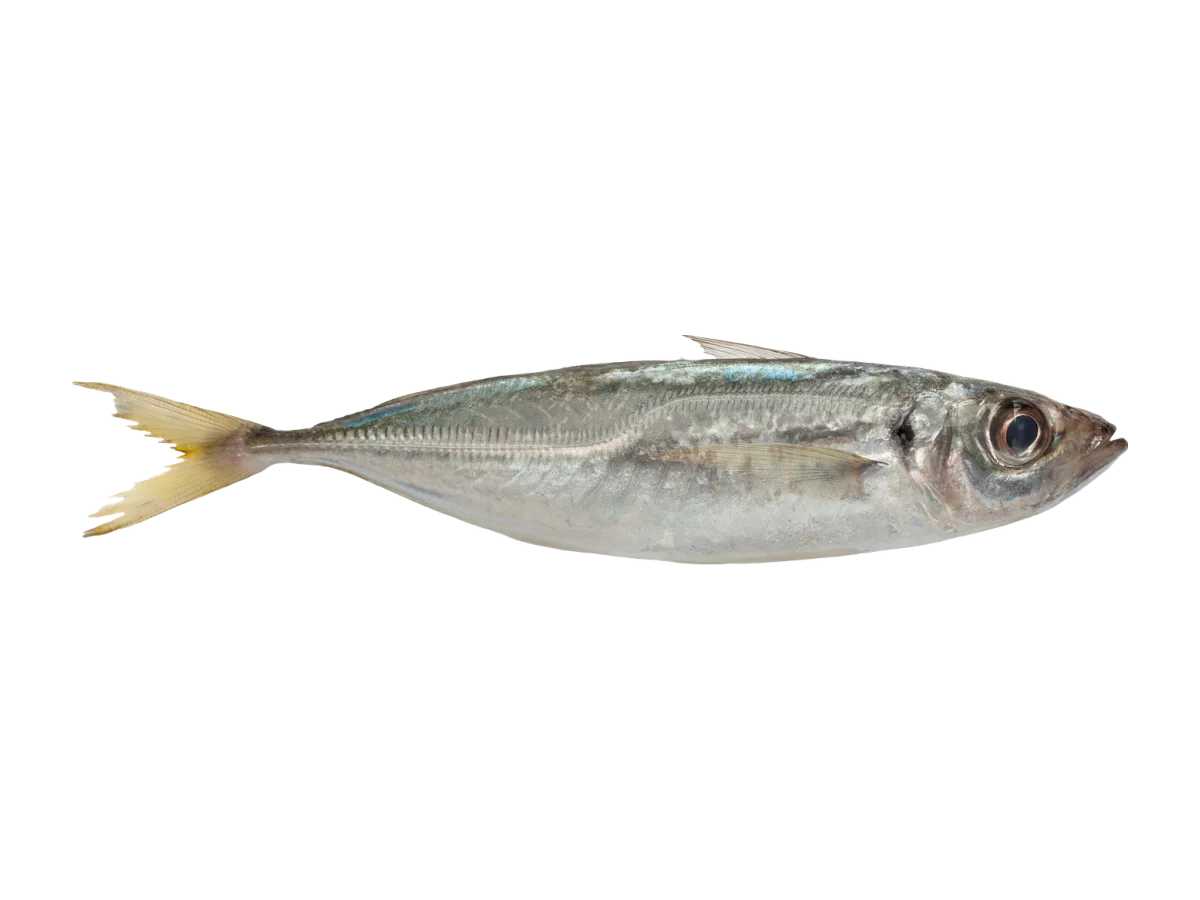 Horse Mackerel seafood product