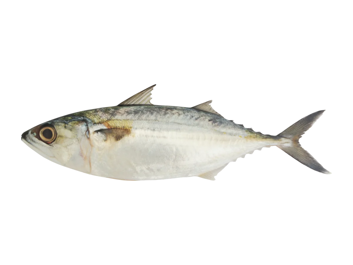 Indian Mackerel seafood product