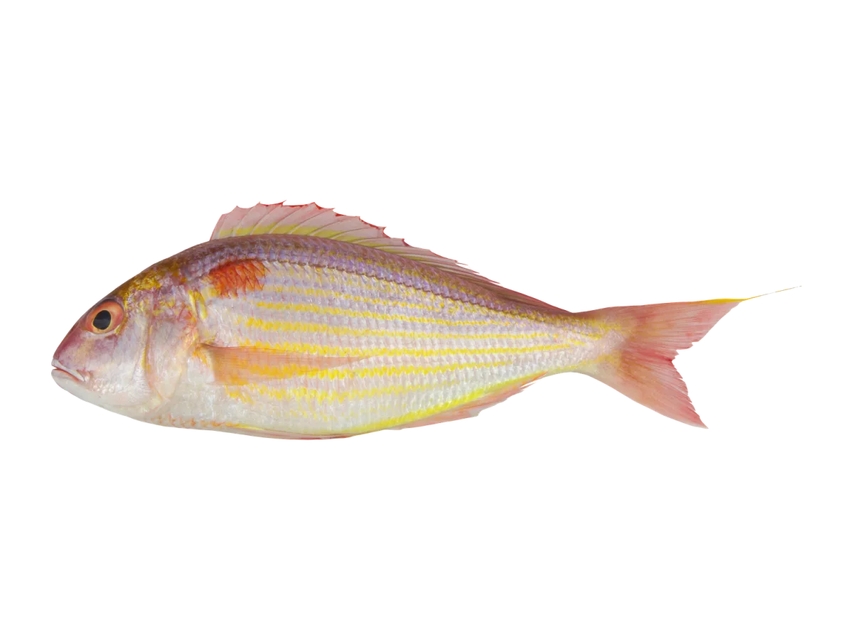 Japanese Threadfin seafood product