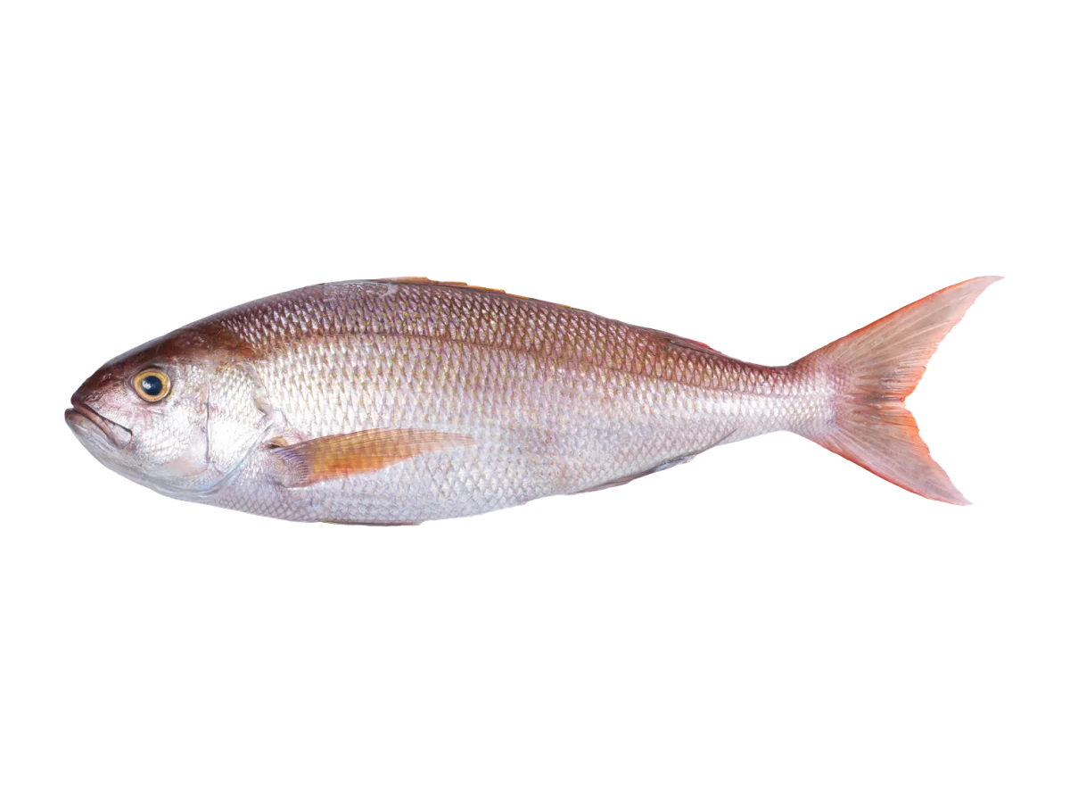 Job Fish seafood product