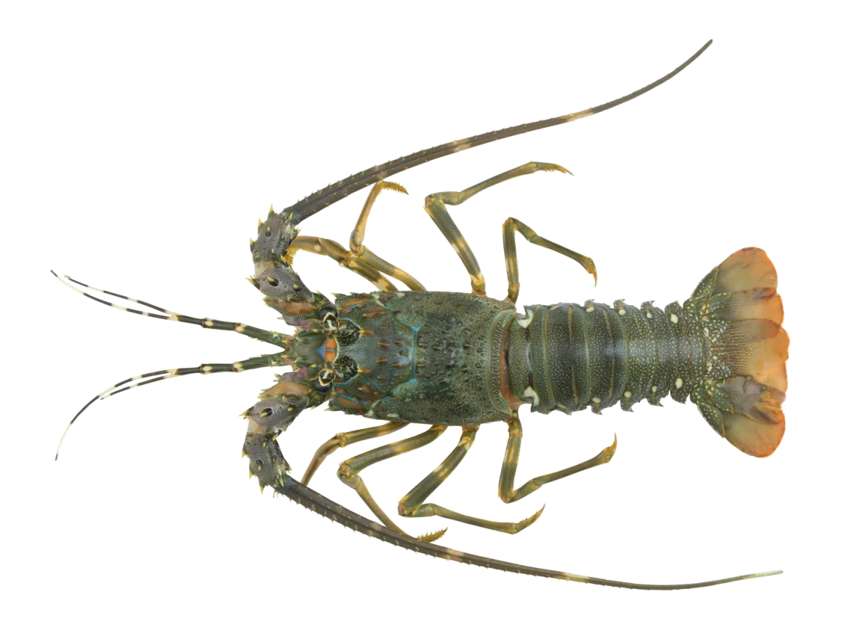 Lobster seafood product