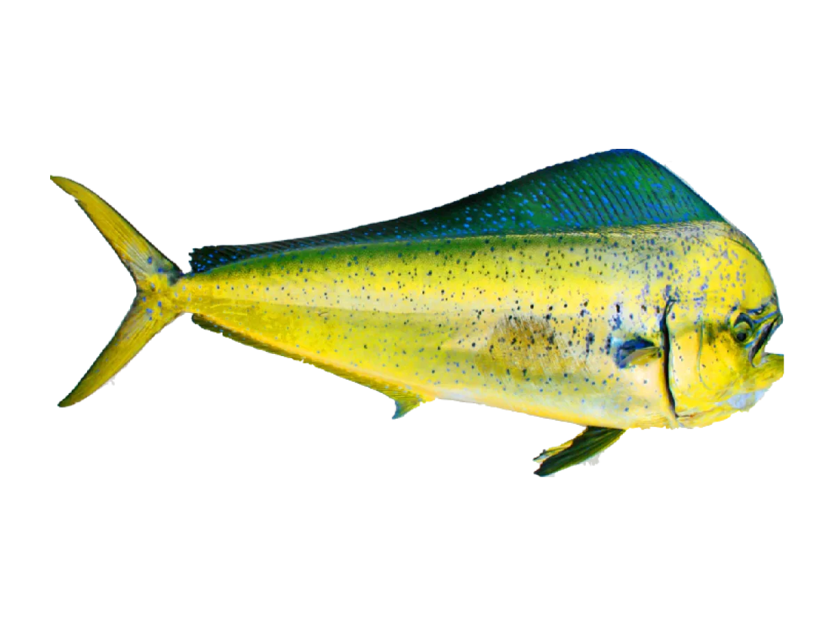 Mahi Mahi seafood product
