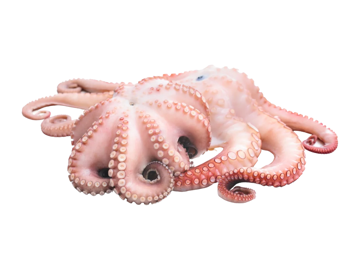 Octopus seafood product