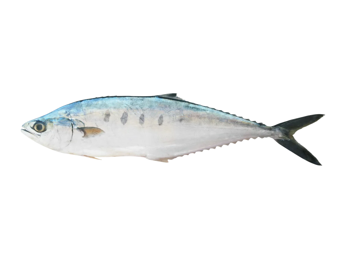 Queen Fish seafood product