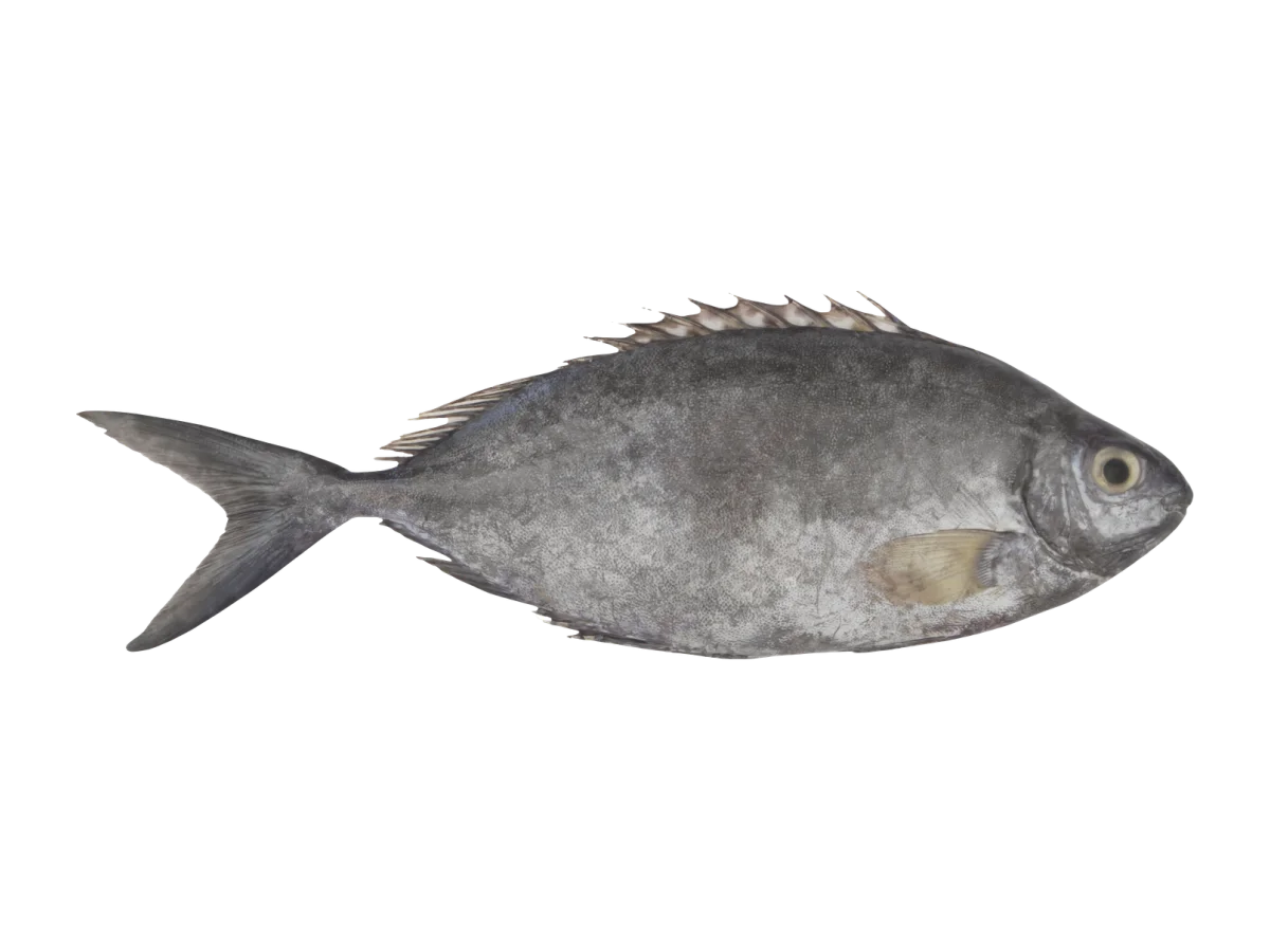 Rabbit Fish seafood product