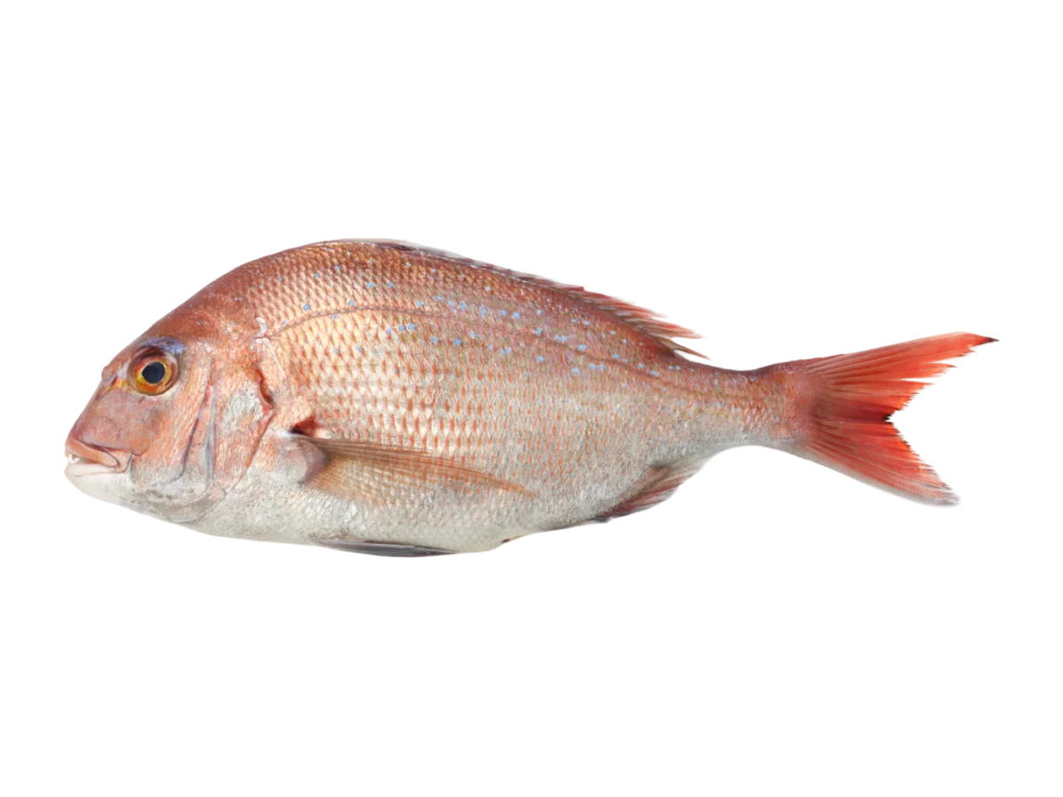 Red Seabream seafood product