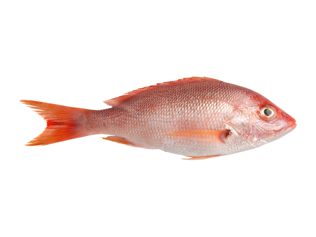 Red Snapper seafood product