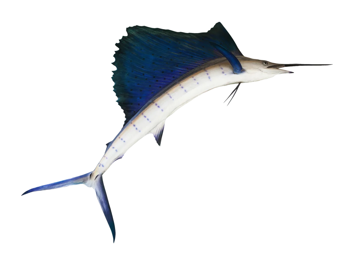 Sailfish seafood product
