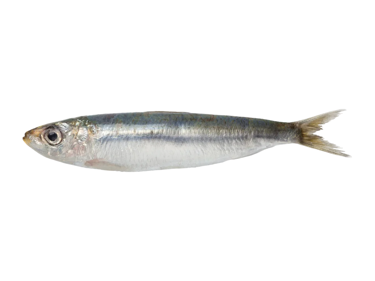 Sardine seafood product