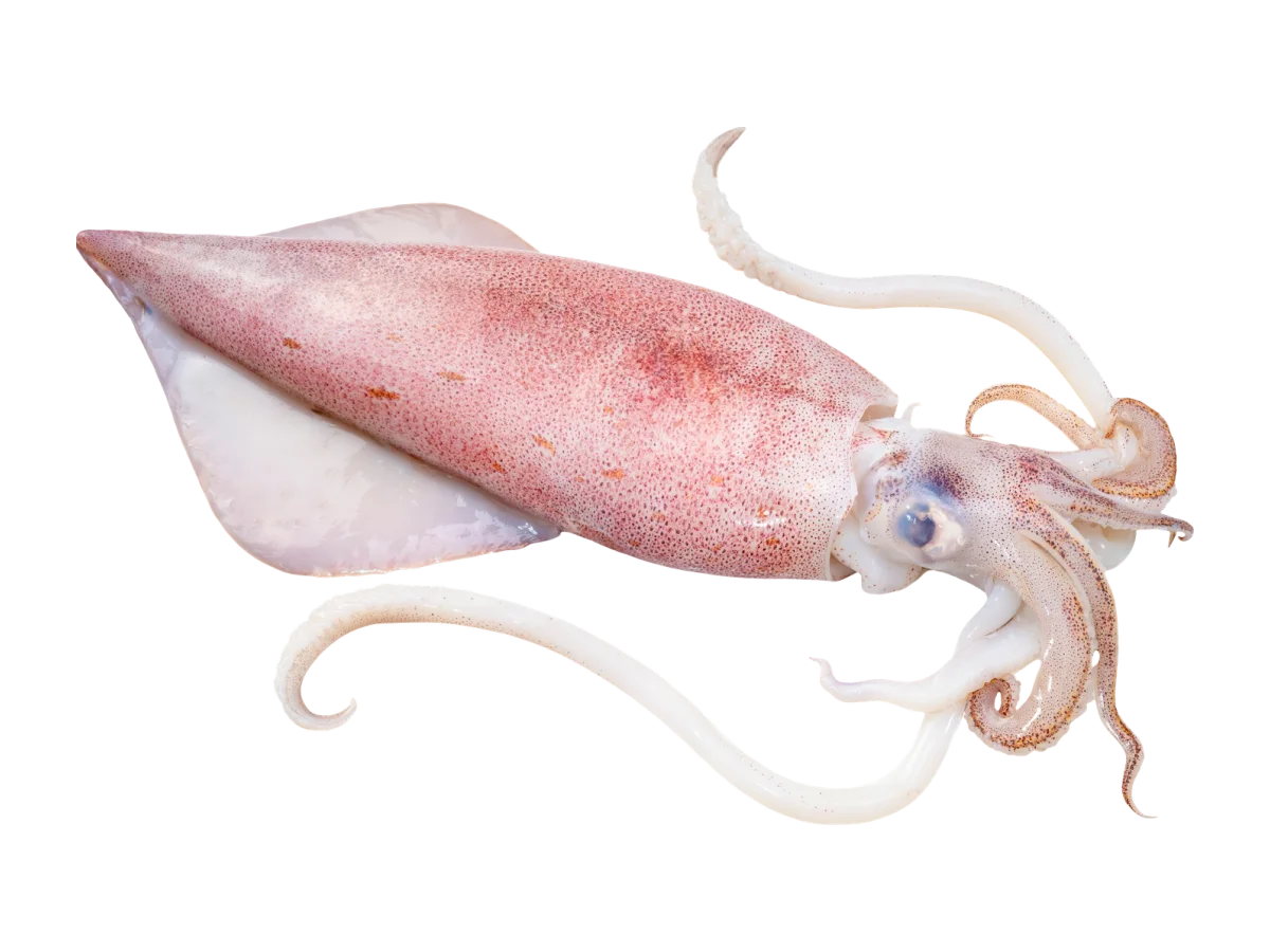 Squid seafood product