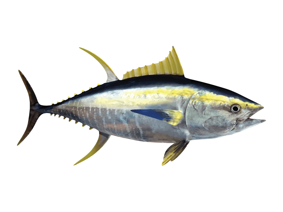 Yellowfin Tuna seafood product