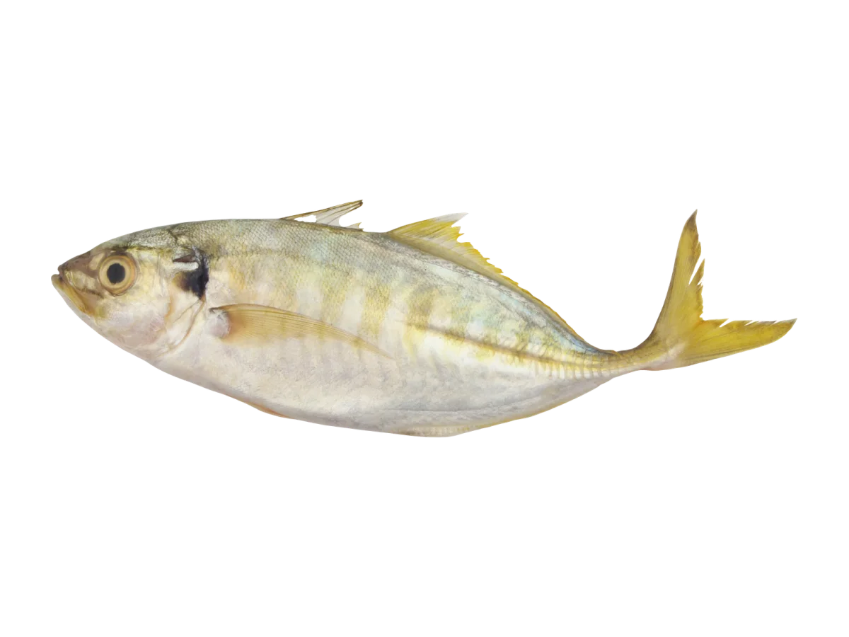 Yellowtail Scad seafood product